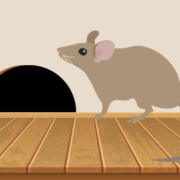 Rodent Damage & Preventative Steps to Take This Winter in Indianapolis, Indiana